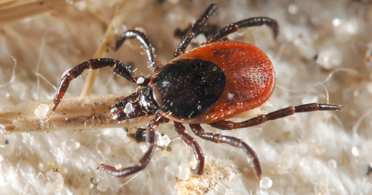 close up of tick 