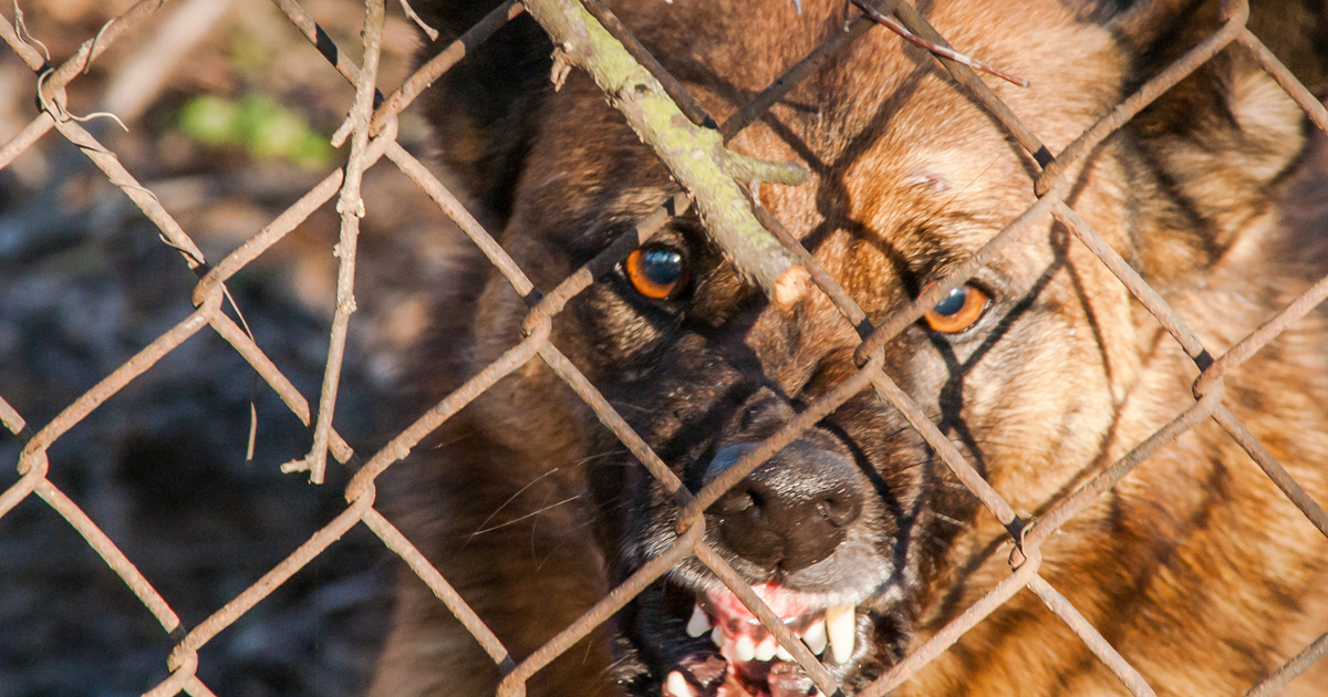 aggressive dog behind fence