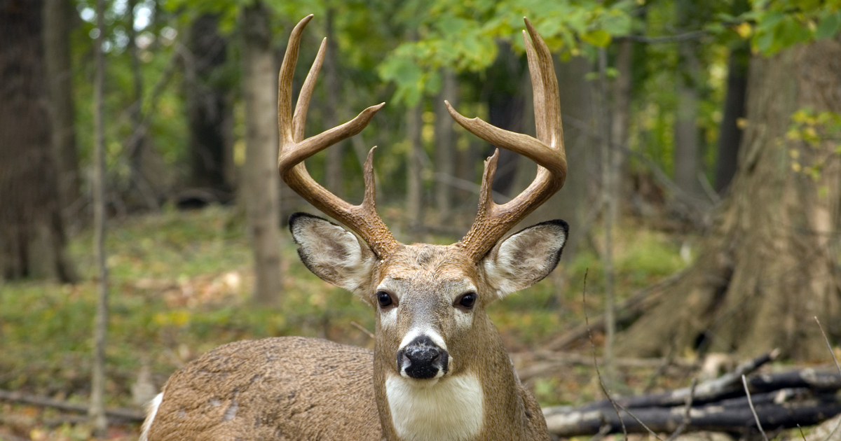 Whitetail deer and Occupational Safety